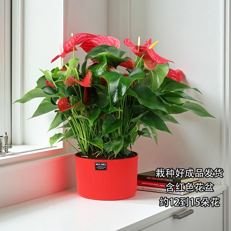 红掌盆栽大盆花卉植物室内绿植好养活鸿运当头四季开花