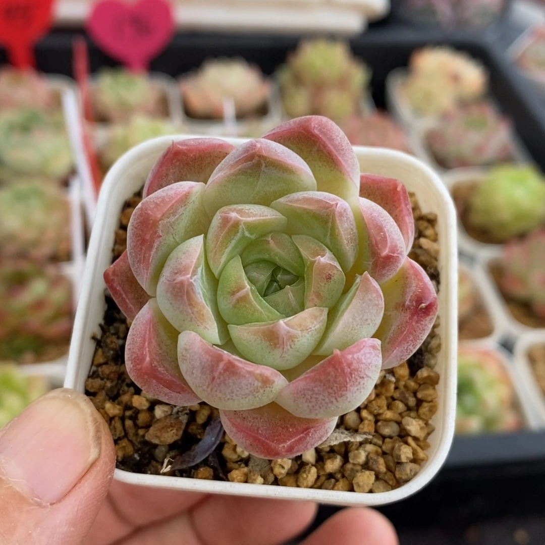 精品多肉一物拍不包整103
