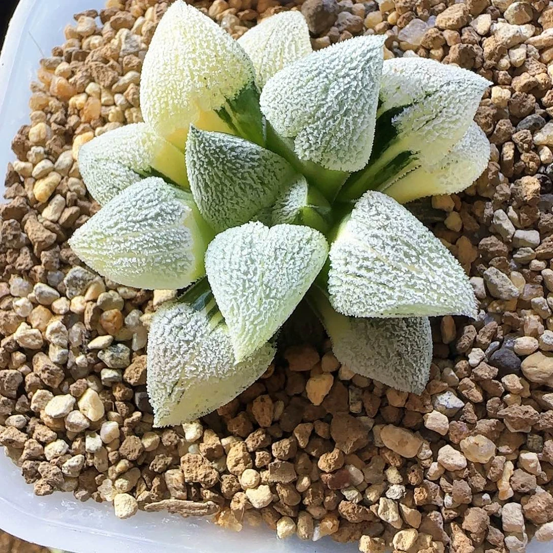 154荻原磨面锦 5 厘米左右一物一拍带盆发货