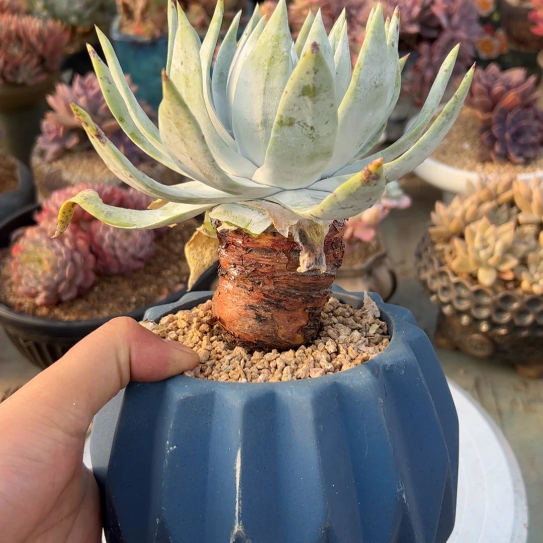 雪山28 零零多肉植物