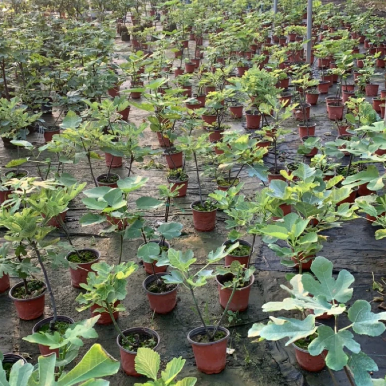 一物一拍无花果树苗盆栽地栽都适合
