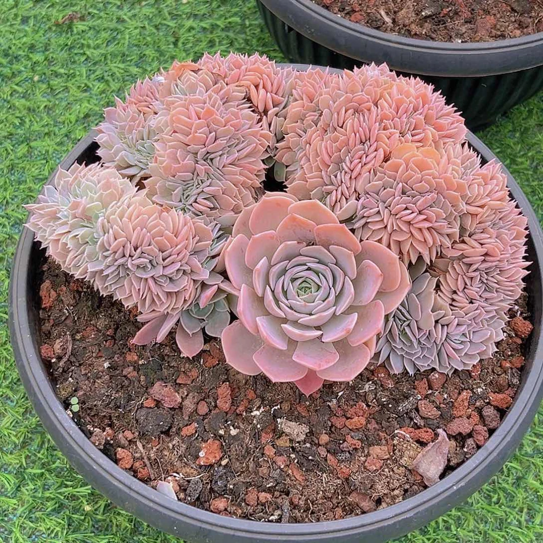 清茶姐9999099999999999999