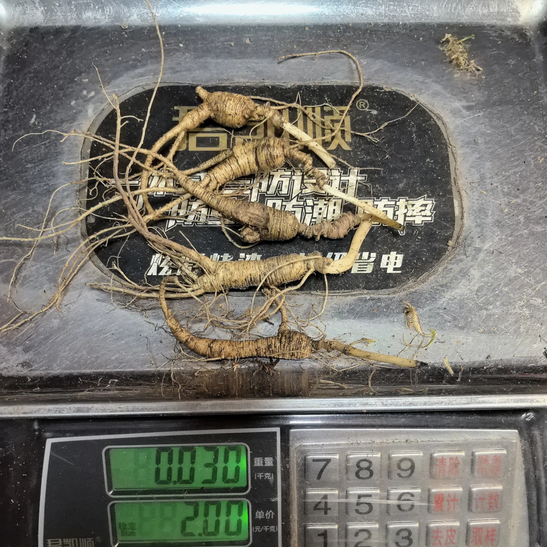 东北长白山新鲜林下参预售商品15天以后发货