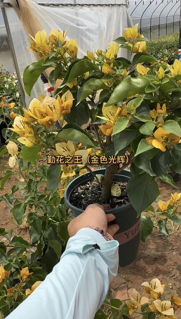 1，三角梅大棵四季开花室内盆栽好养活阳台庭院爬藤花卉