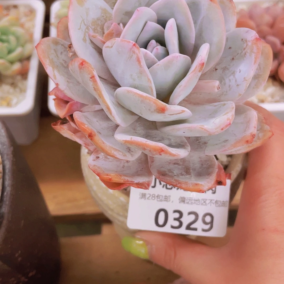 0329雪莲1小盒面包的一