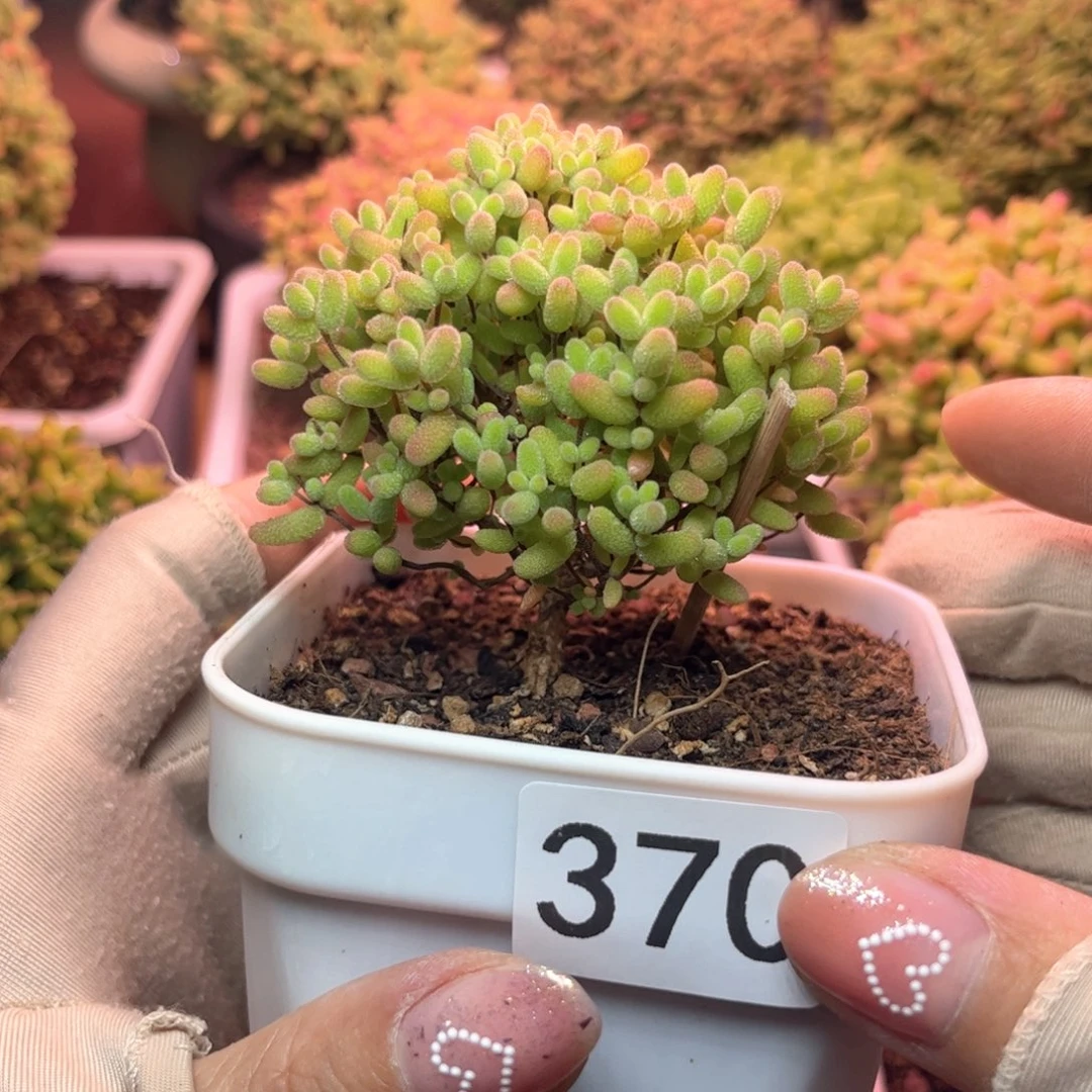 370蜜桔可爱多肉植物