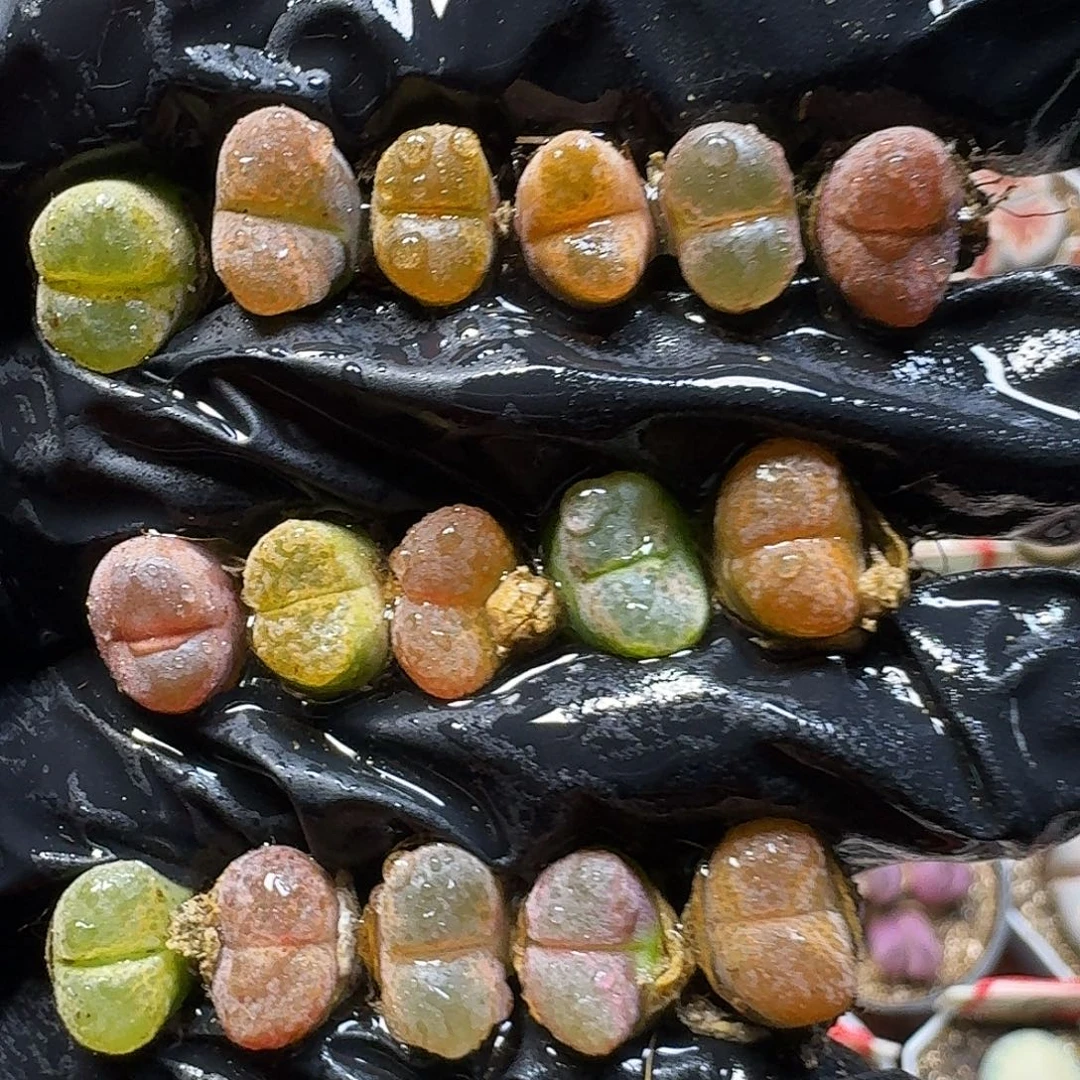 生石花111111。    221