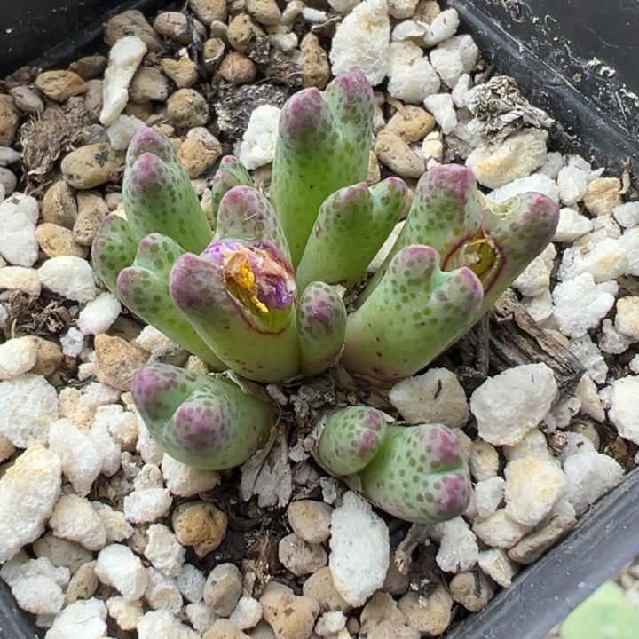 652号111111111111111