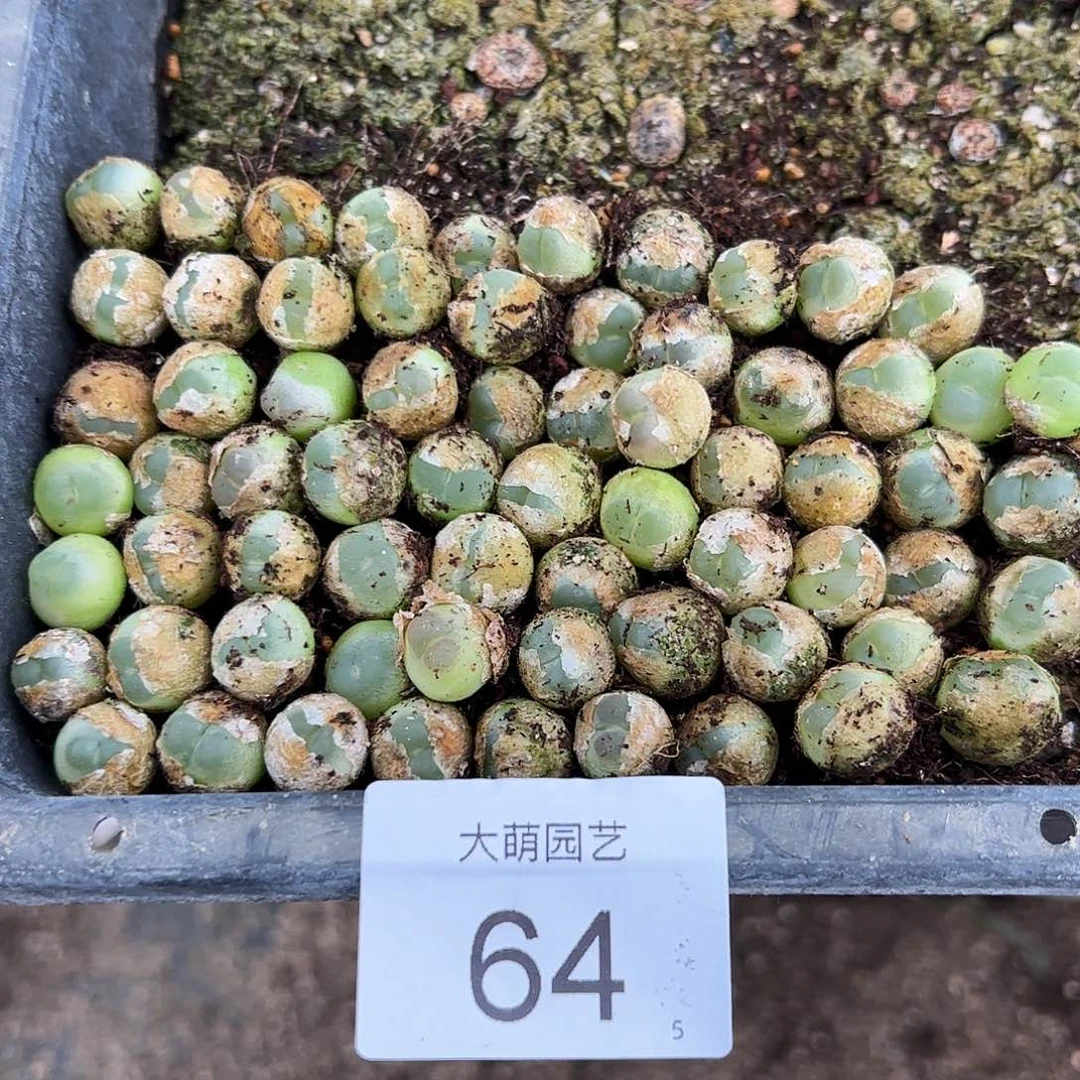 000064量拍以下1颗4年大拉登