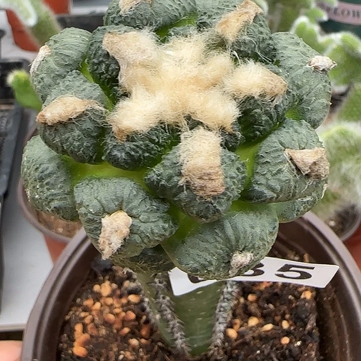 无花朵苗接连山牡丹635
