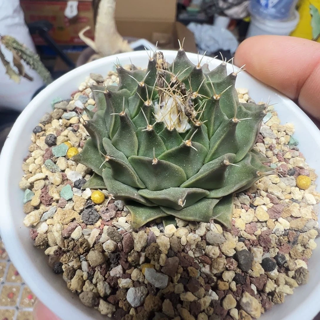 实生帝冠带盆发货