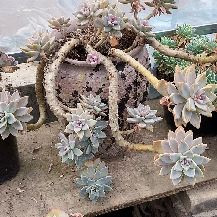 肉****爱淡雪老桩整无砍多肉