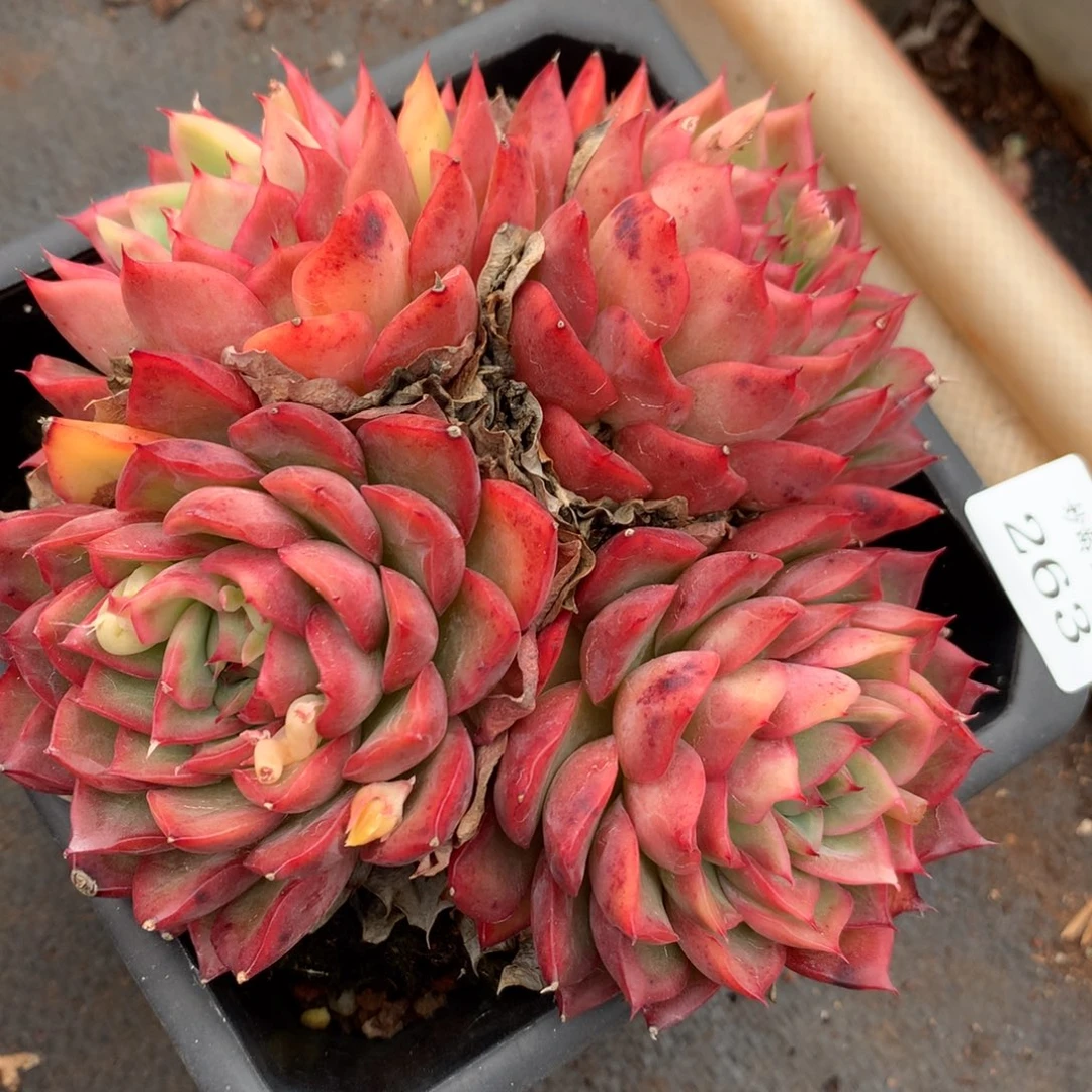 263新年快乐发发发