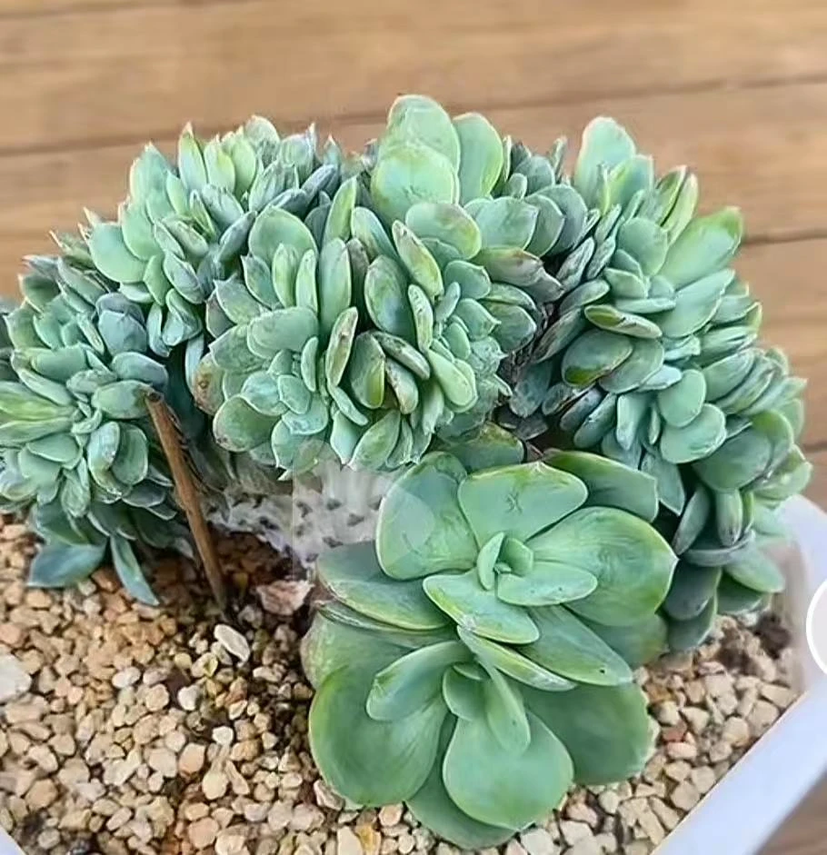 寄养规则专用      多肉寄养服务