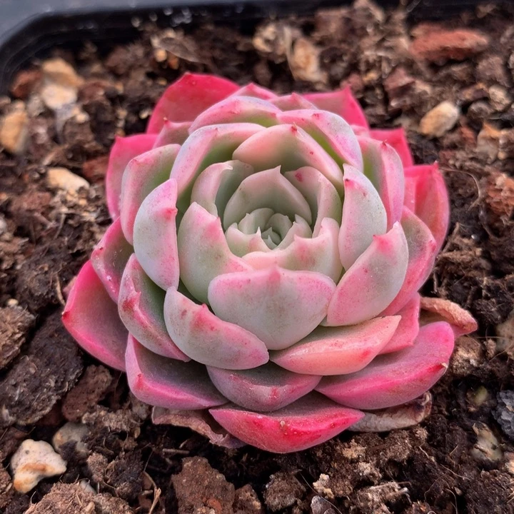 东云锦锦上园艺一物一拍