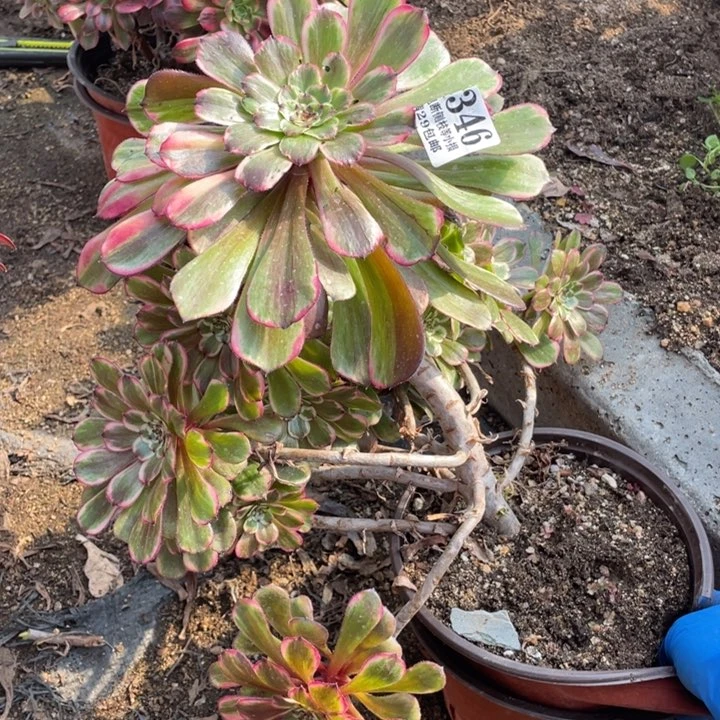 爱*346号水墨画多肉植物