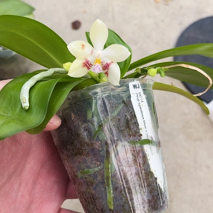 大部分花苞少量开放福利