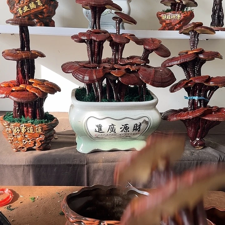 用***9无花朵8888888888