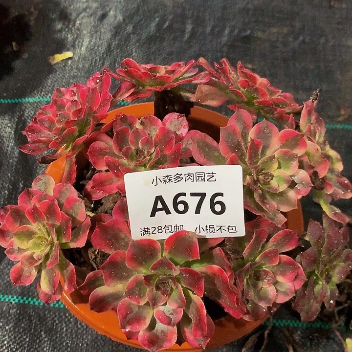 ?****师676美肌不包生死
