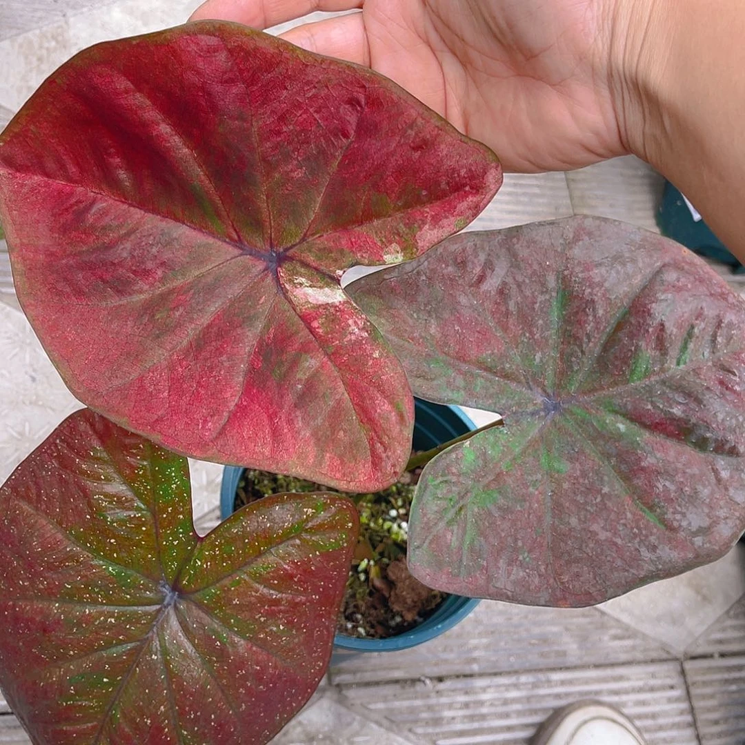 完全开放泰彩一物一拍1007