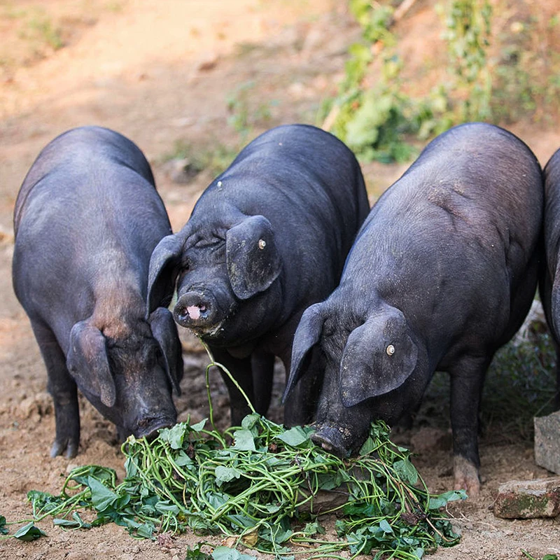 1号链接【现称现拍链接】恩施黑猪农村传统熟食喂养现杀顺丰发货