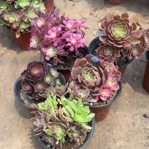 753多肉植物组合