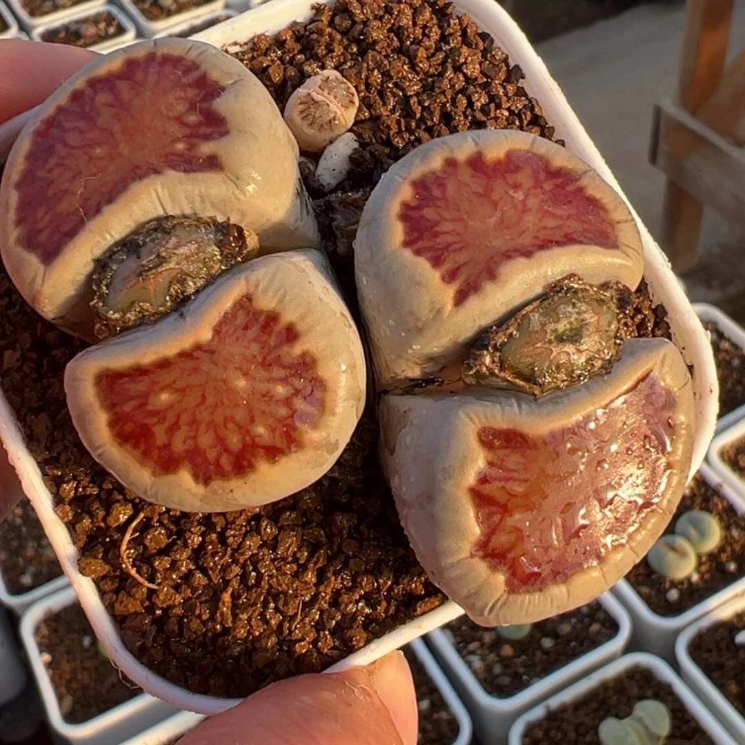 红窗菊母本带盆单头4