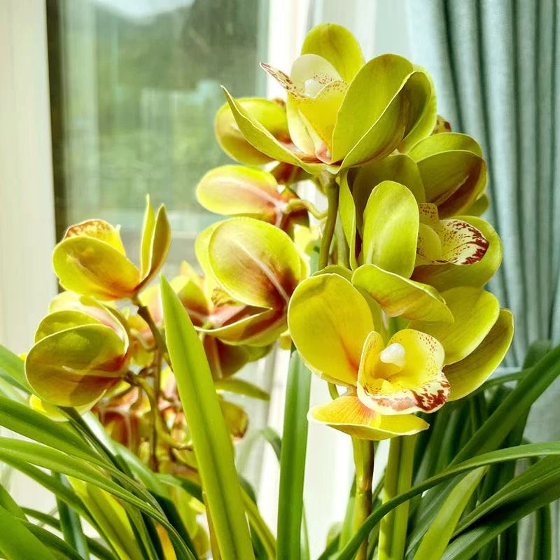 高端精品【香水香兰】浓香型兰花室内好养花卉开花植物花香