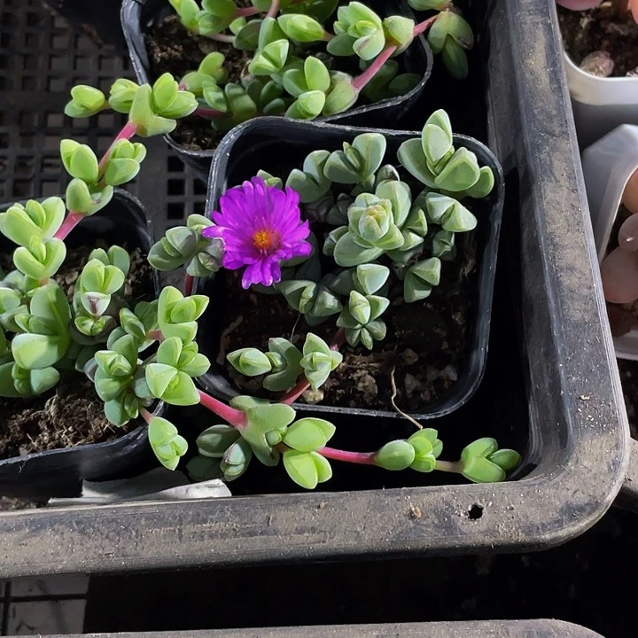 碧玉莲2.8带盆土