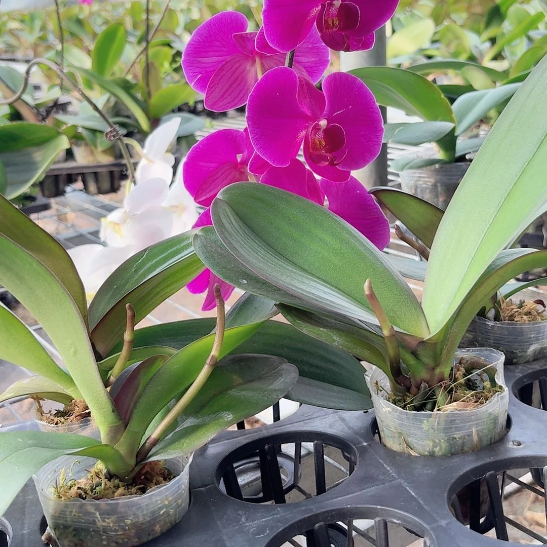 红玛瑙带花剑4颗2.5杯叶子易开裂