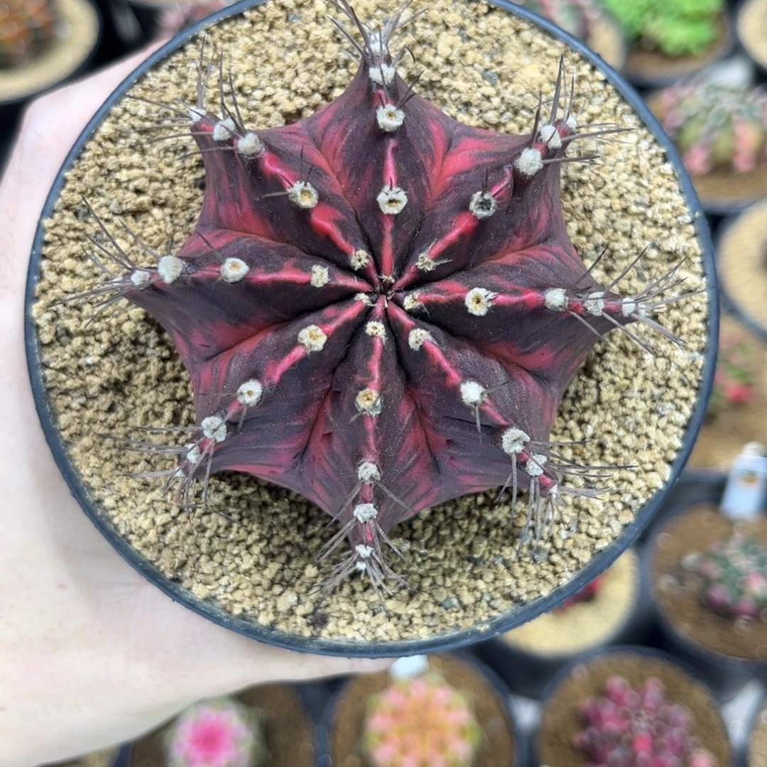 全品黑红锦———————-