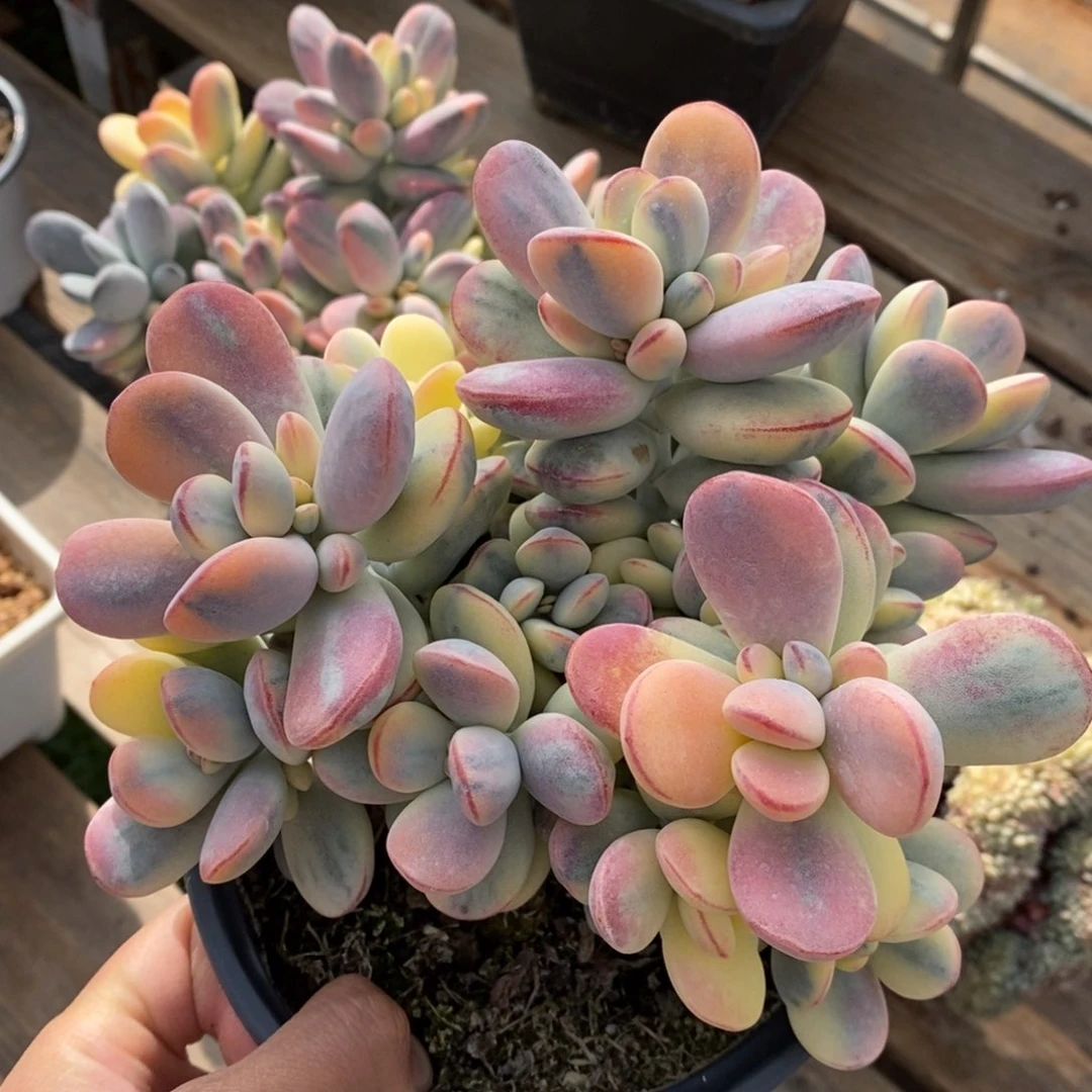 肚****花福娘锦多肉植物