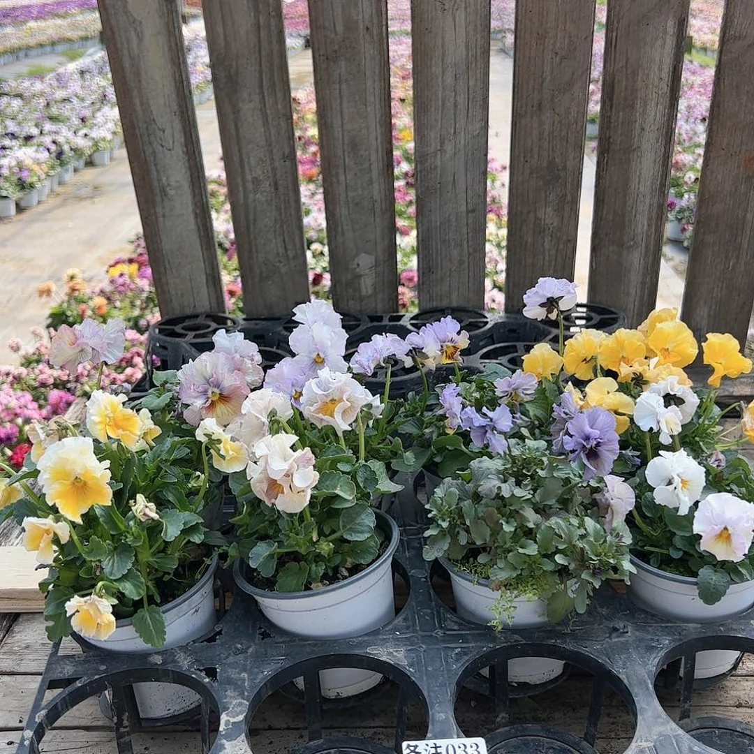 【闪购商品】033号