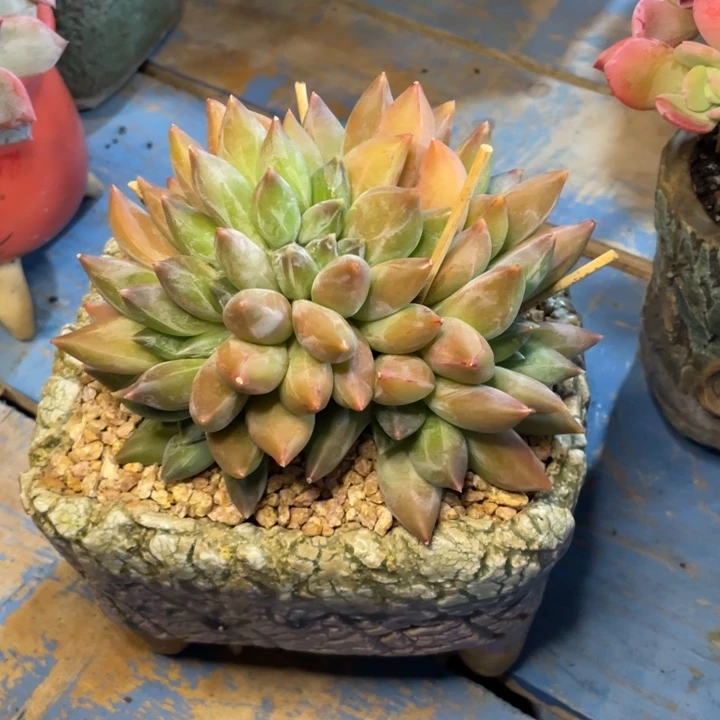 【闪购商品】重楼缀
