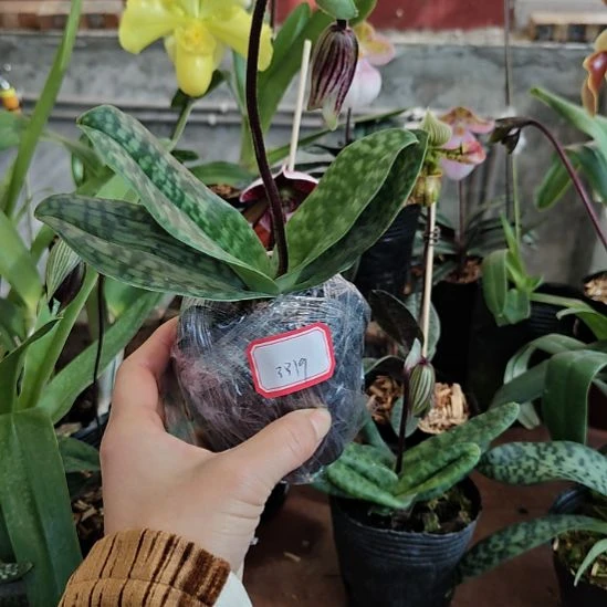 完全开放带花苞发货