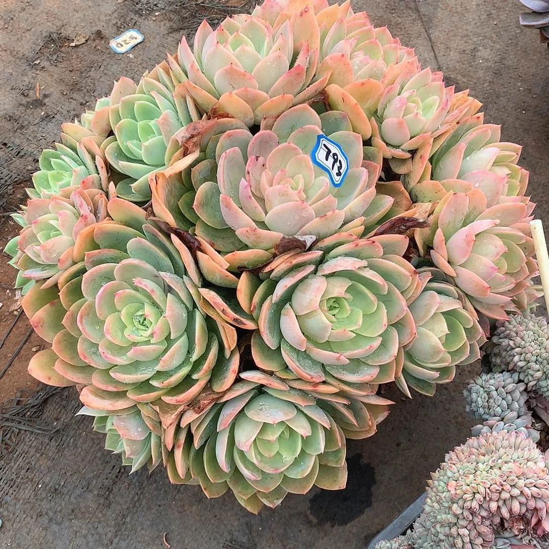 793丝绸一物一拍多肉