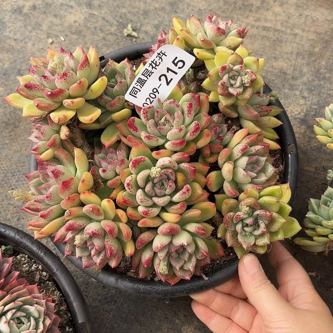 梅*窝同温层多肉璀璨215