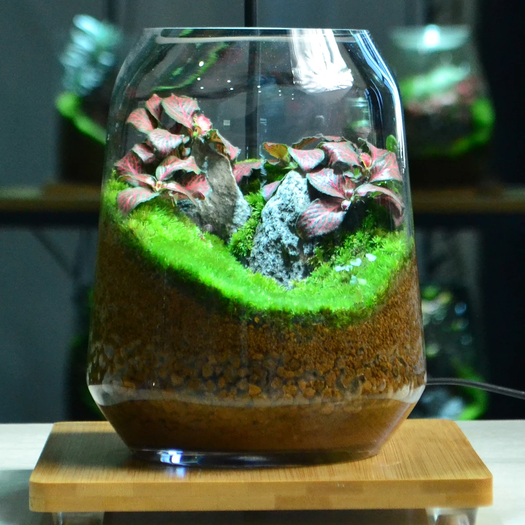 C16【遍地生花】苔藓微景观桌面玄关绿植摆件送礼精品