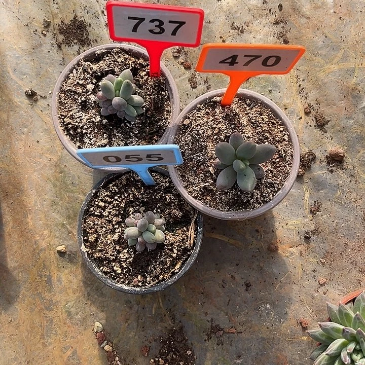 飘***摇多肉植物美人群737/470/055