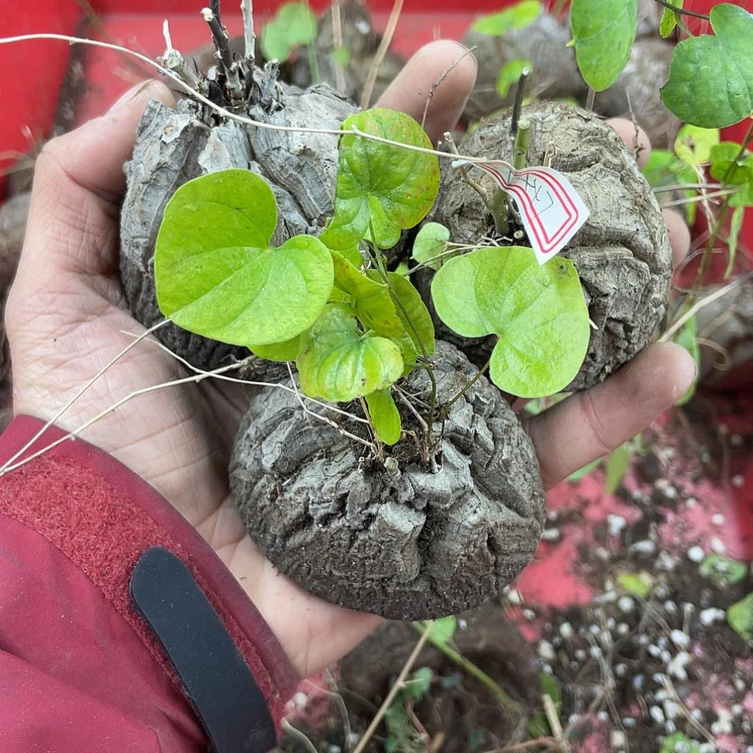龟甲龙一物一拍1447号3颗