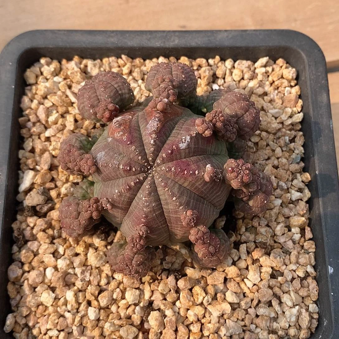 日系胭脂布纹球多肉植物