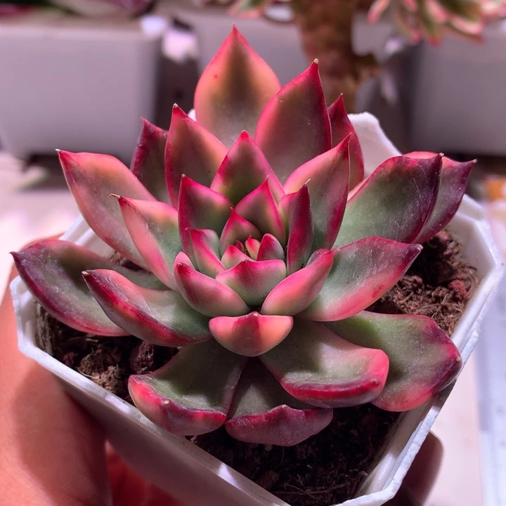 紫丽娜锦腹轮锦锦锦