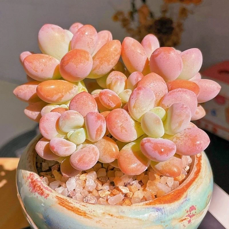 云南高山多肉(洛神)脱土发货多肉绿植两单包邮多肉基地直发