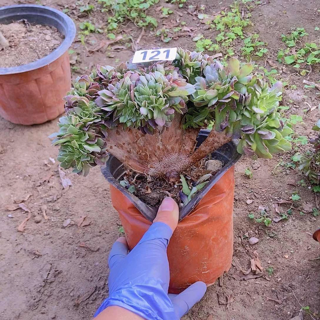 121万缀老板子法师缀老