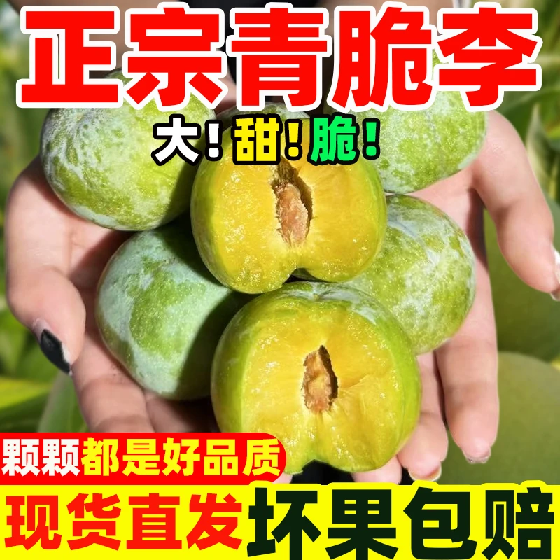 正宗四川脱骨青脆李新鲜水果土李子孕妇货空心脆甜