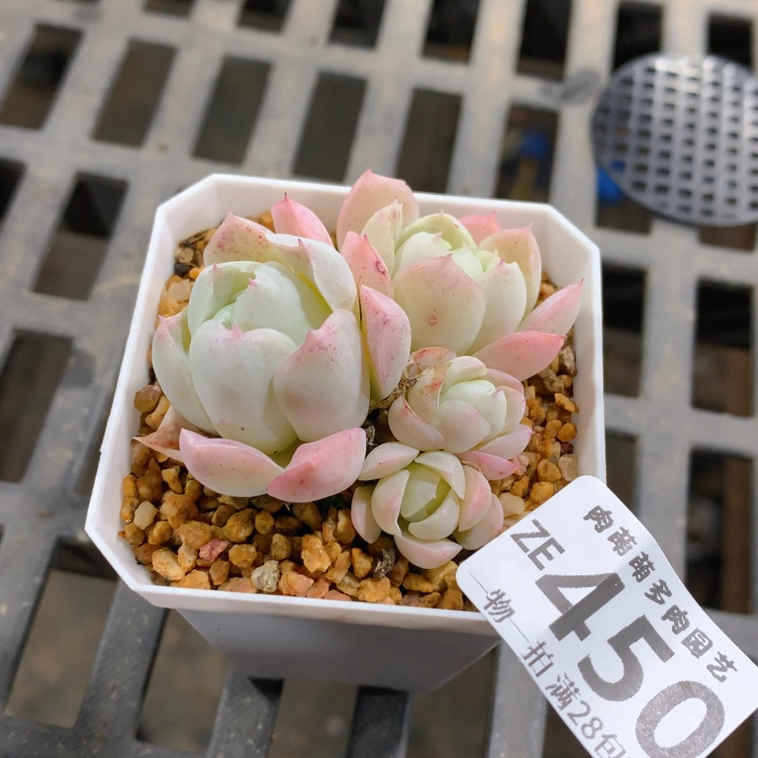 肉萌萌拇指盆精控多肉ZE450