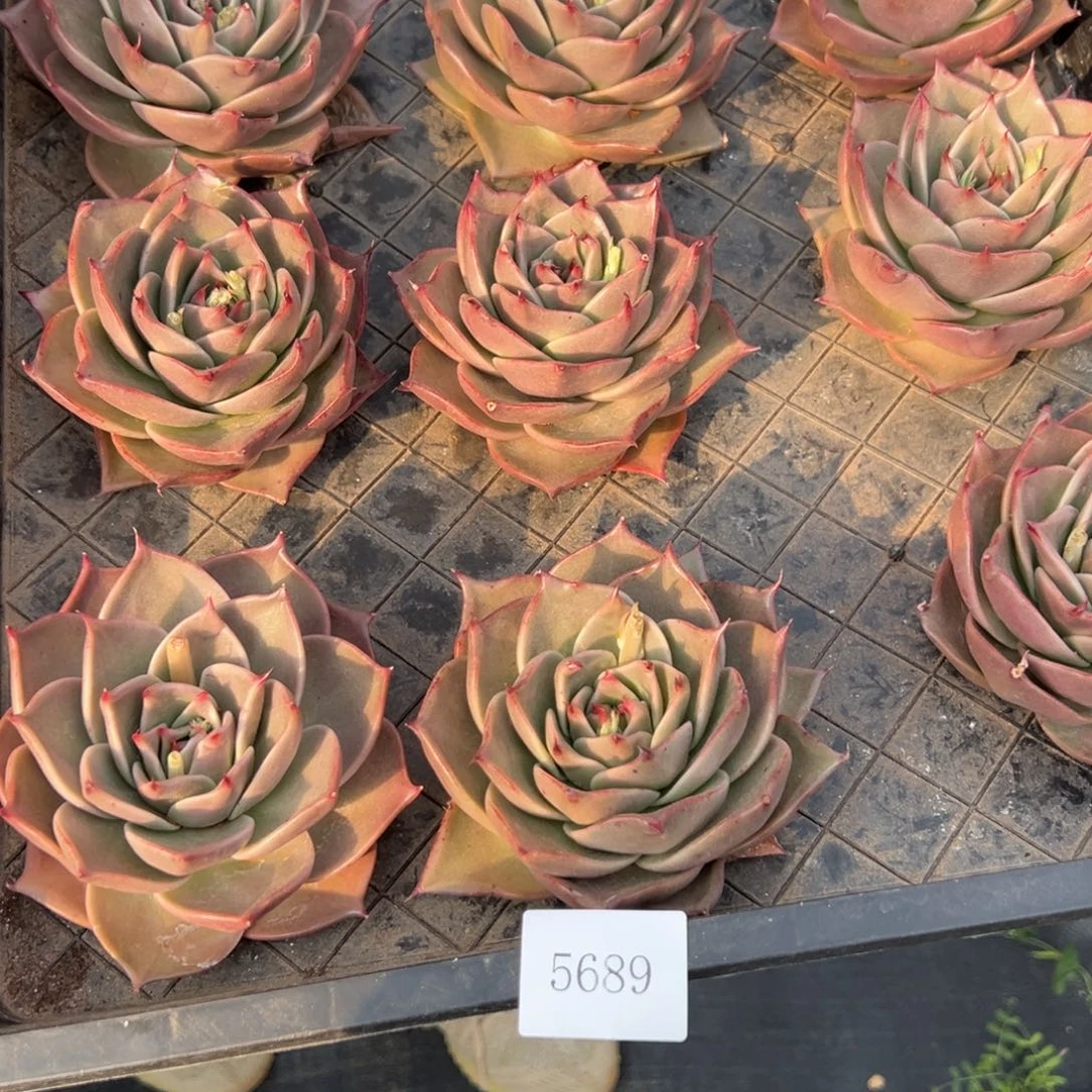 5689肉多么多么多么度哟哦