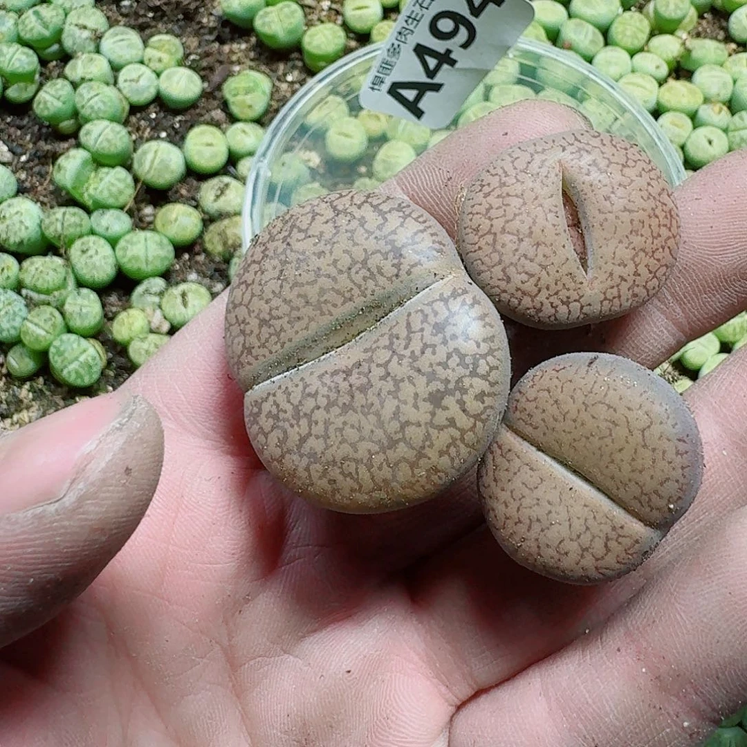 M***a494多肉植物多肉植物