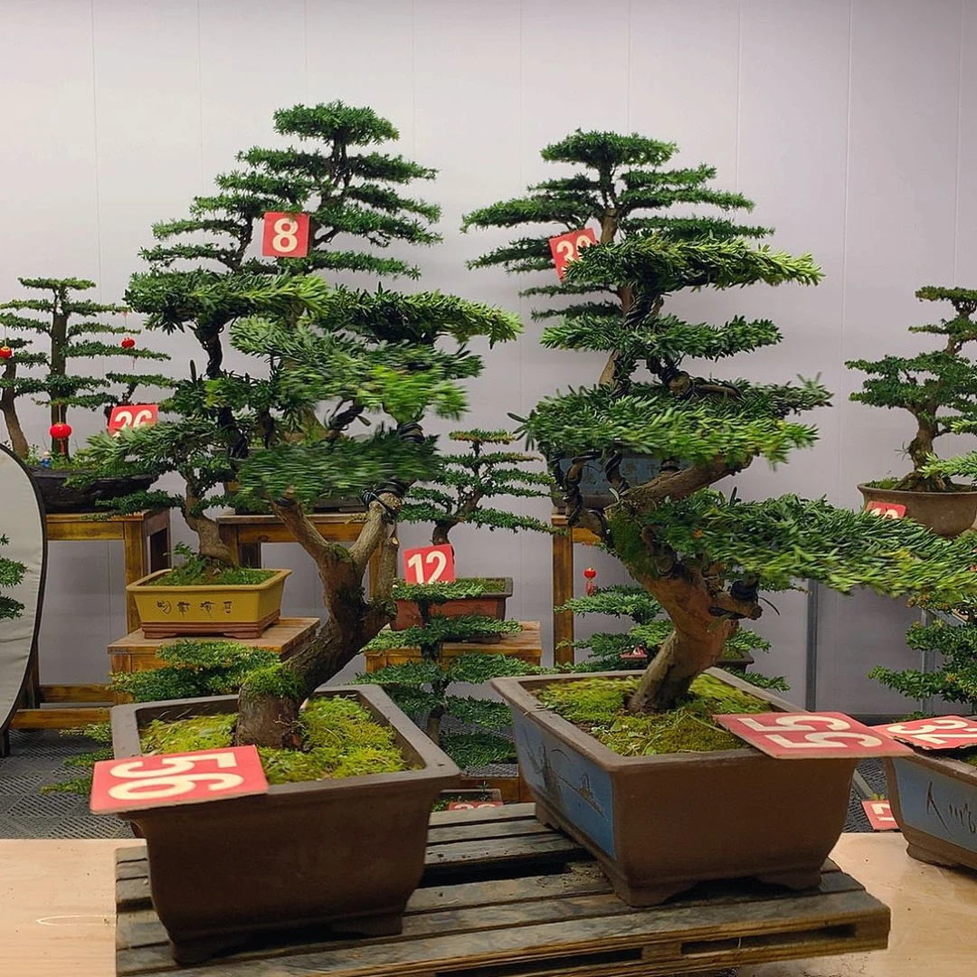 完全开放罗汉松盆景一对