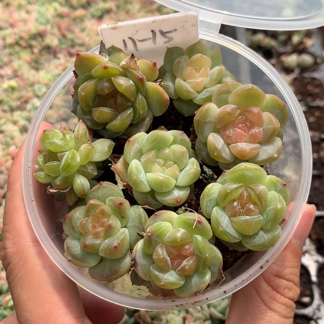 11-15 糖心一组包邮，冠幅2-3厘米，介意勿拍！！